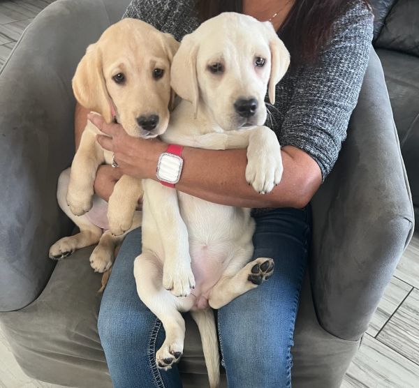AKC Labrador puppies