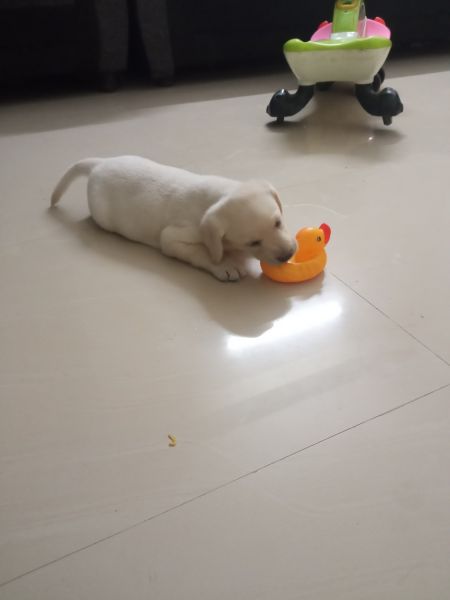 40 days old lab male puppy ,heavy bone,show class