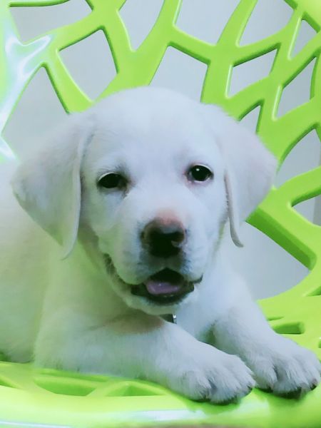 Top Quality Labrador for sale