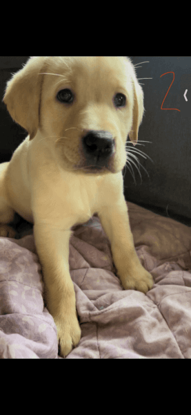 Beautiful puppies 9 weeks old