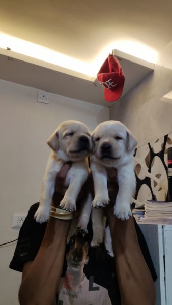 Labrador female champion breed