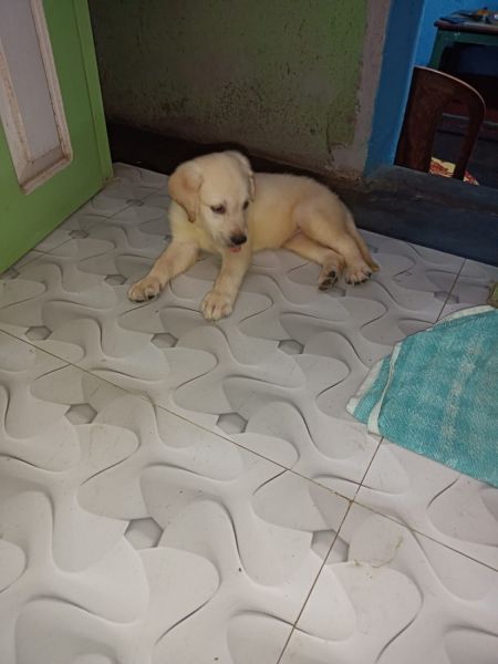 Sell my labrador puppy