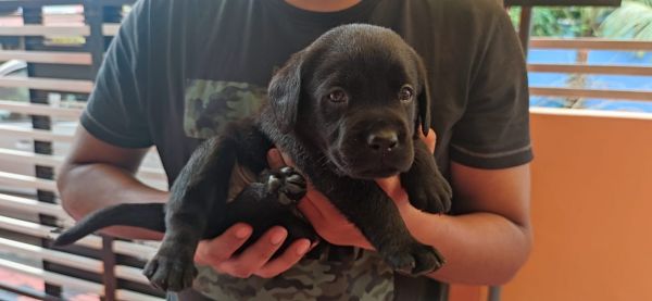 30 days old Black Labrador