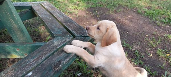 Labs for sale