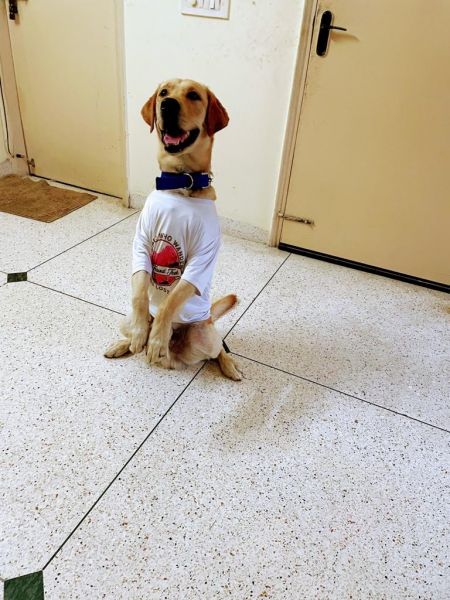 Beautiful Labrador retriever for adoption