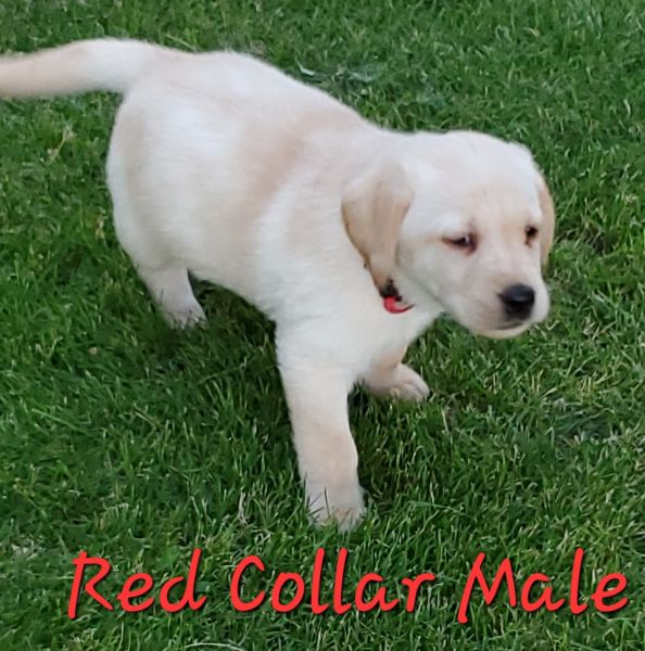 AKC Labrador Retriever Puppies