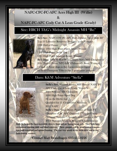 Hall of Fame Puppies AKC Championship Bloodlines