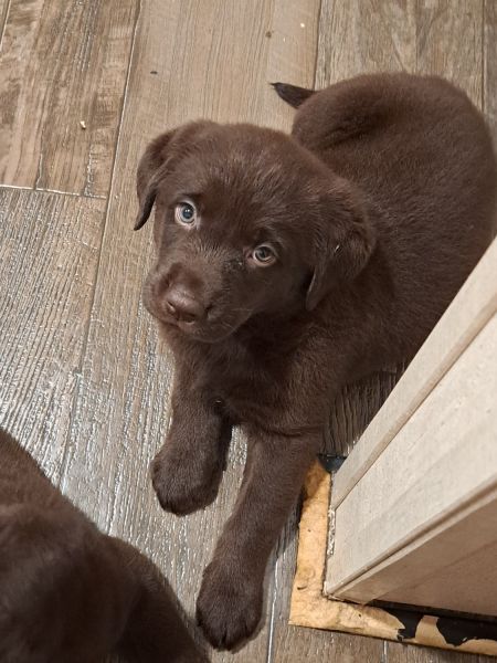 A&D Labrador Retrievers 2022