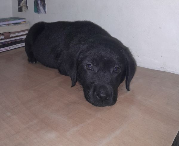 Lab for sell in Navi Mumbai