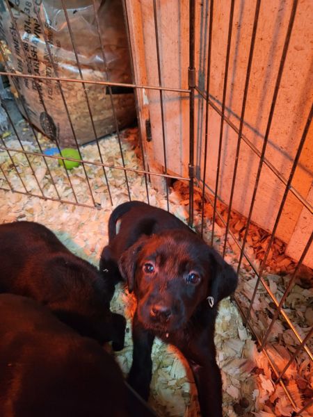Blk Labrador puppies