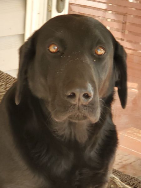 Labrador and German Shepherd puppies