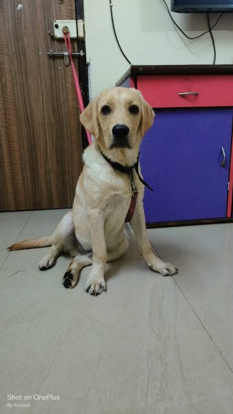 labrador for sell