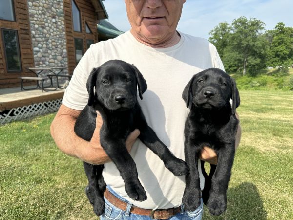 Beautiful Black silky coated English labs!