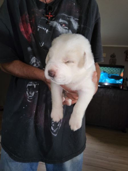 Yellow Lab Puppies for Sale