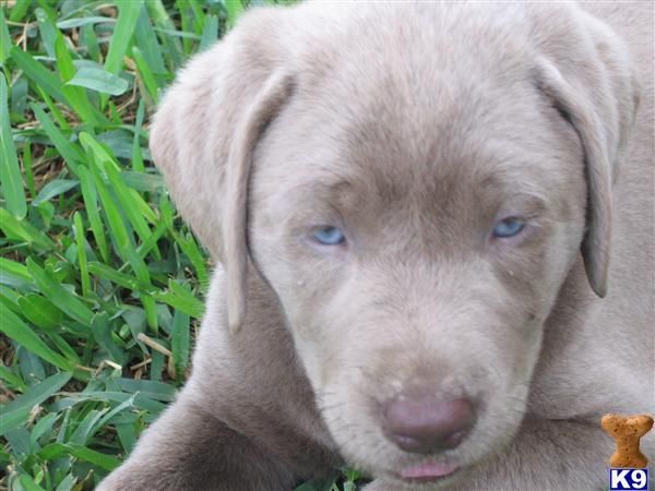 AKC Silver Labrador Retriever Puppies