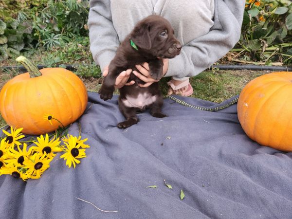 Labrador puppies
