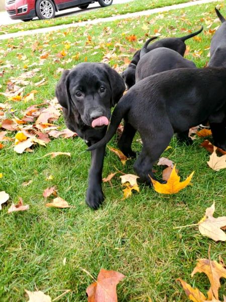 11 week old Black labs
