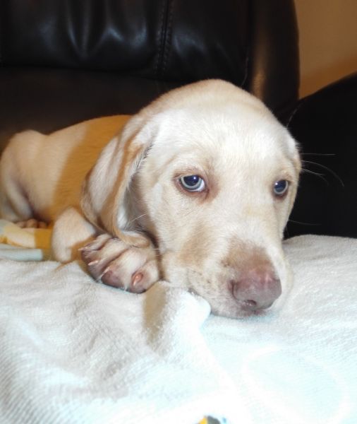 Yellow, Cream, White AKC Lab puppies