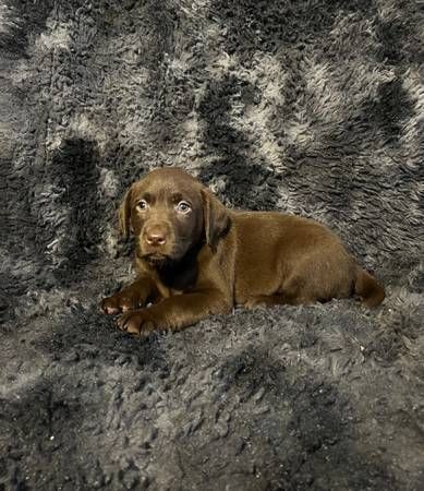 Chocolate Labrador Retriever Puppies