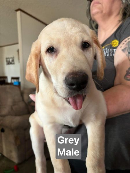 AKC, microchipped, health certificates, dewormed, up to date on shots.