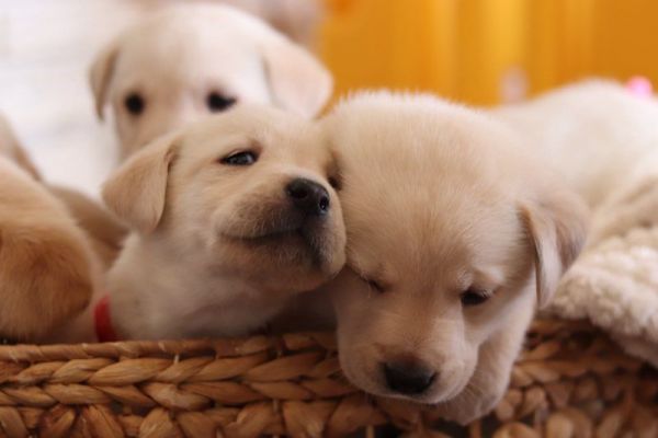 Yellow Lab puppies