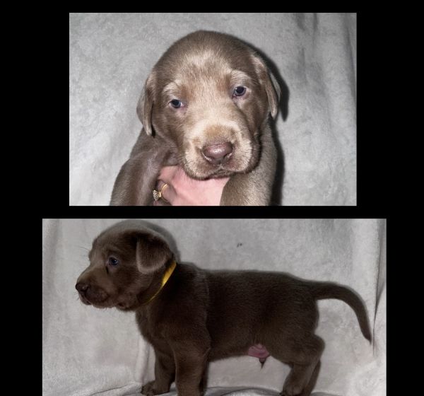 Silver Lab Puppies