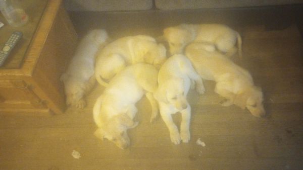 Akc yellow labradors