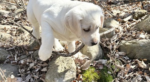 Marvel white lab