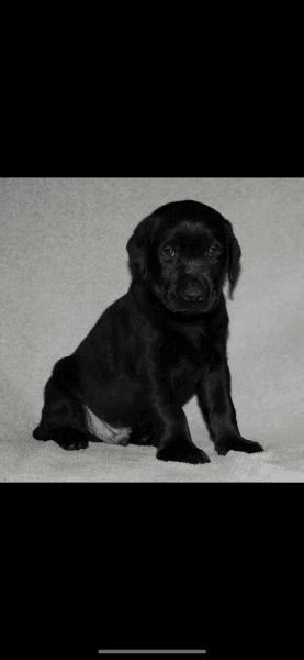 3 males and 2 females