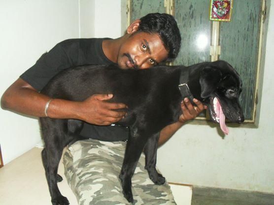 80% Labrador 2years 6months Very Friendly and Cute