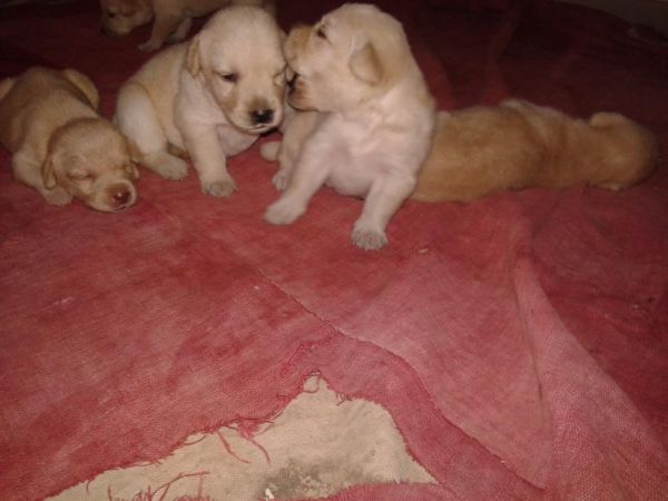 sell labrador puppies