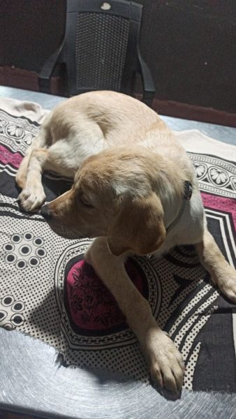 Labrador for sale ***