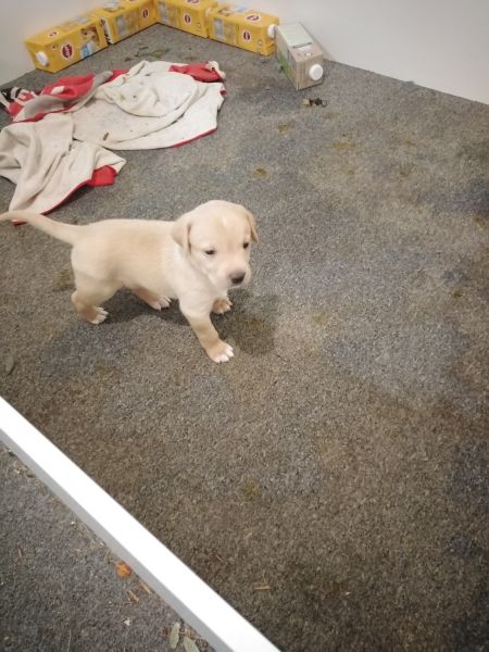 10 lab x puppies 4 black, 6 white. They are 5 weeks old