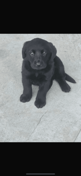 Labrador puppies for sale