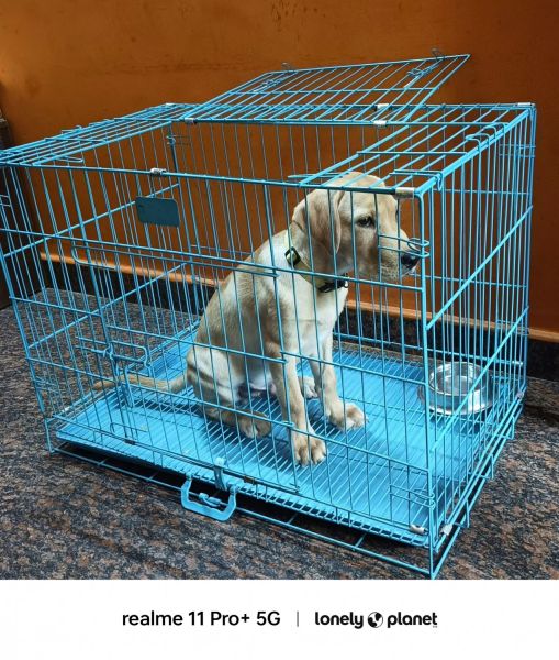 4 months Labrador Puppy