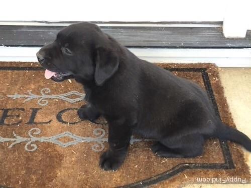 AKC Labrador retriever 2 black males
