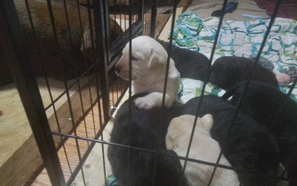 Maine home raised labs