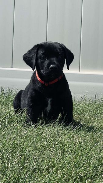 Labrador retriever puppies