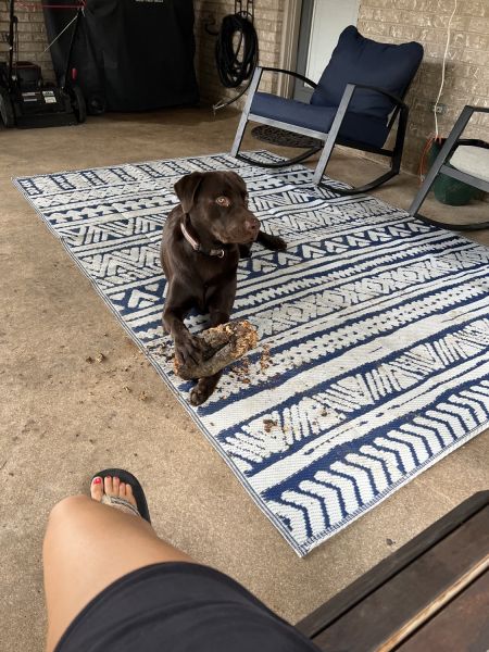 Chocolate lab