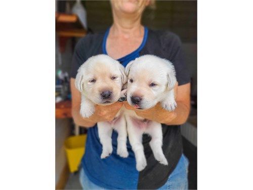 White Lab puppies