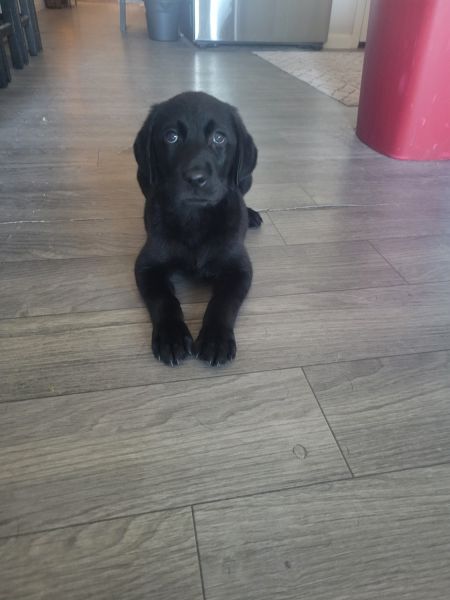 Black lab male pup