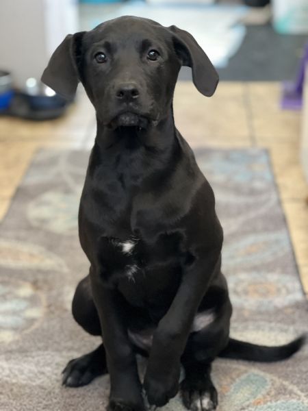 Lab Mix Puppies