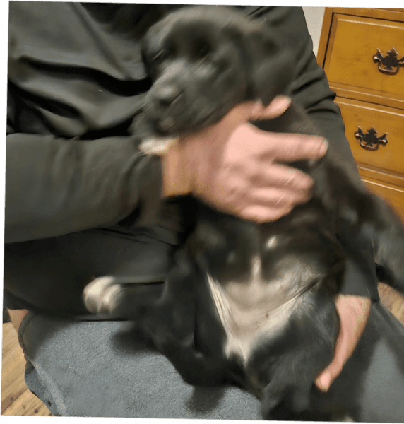 Puppies need a good home