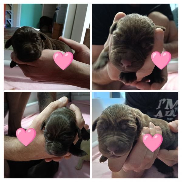 Labrador puppies looking for forever homes (chocolate/golden) 9 availa