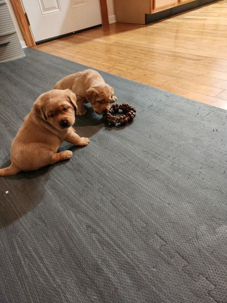 Heartfelt Love Labradors