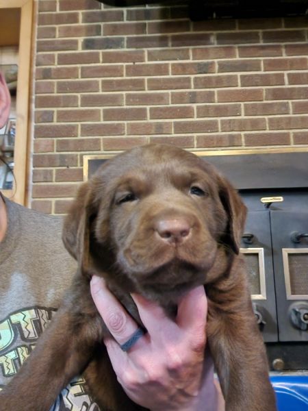 AKC Chocolate lab puppies