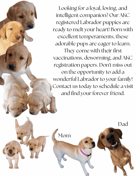 AKC Labrador retrievers