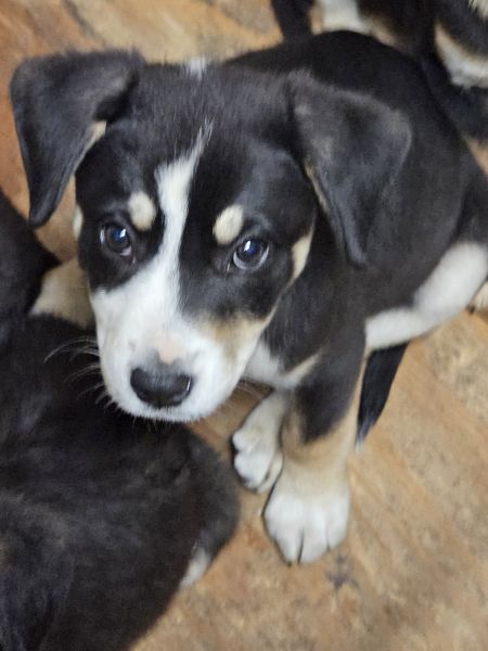 4 adorable female Labrador 2 month old puppies need new home