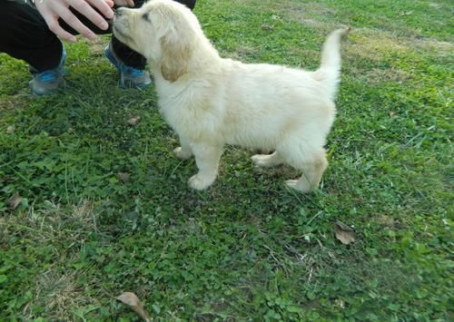 Healthy Golden Retriever puppies