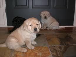 labrador Retriever puppies for sale.